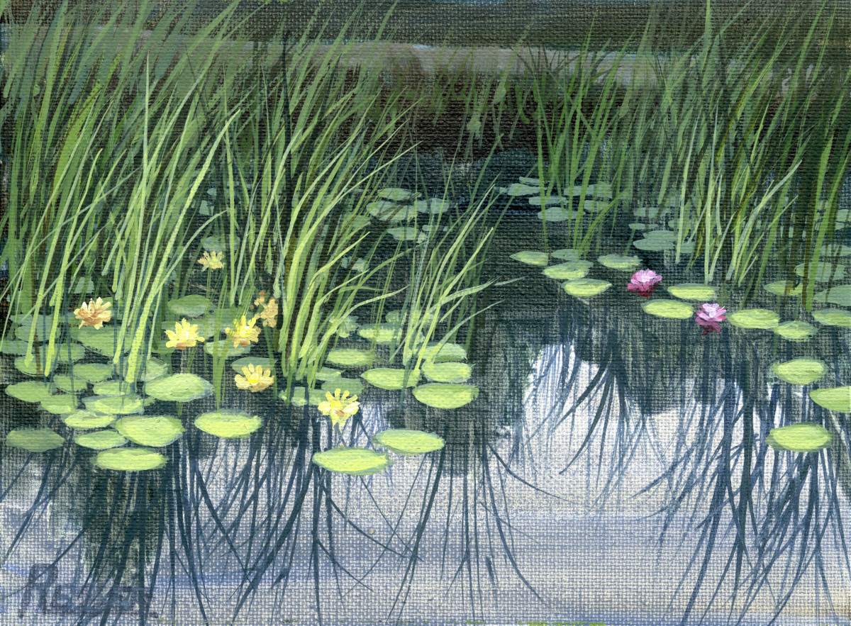 Water Lillies
